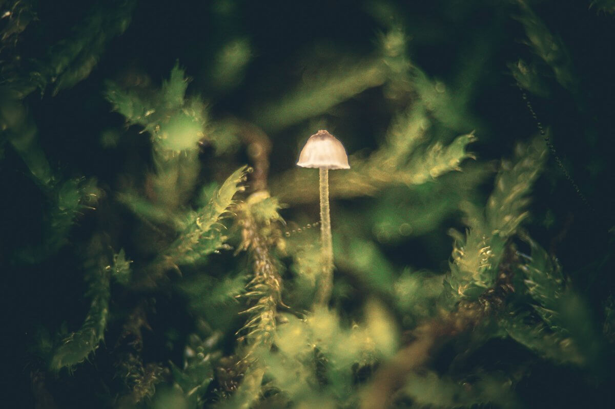 Petit champignon dans la mousse Photo d'un champignon dans la mousse