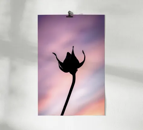 Présentation d'un poster, tirage d'une photo d'un bouton de rose, prêt à éclore, à contre jour. La rose ressort sur un fond de coucher de soleil qui rend le ciel rose.