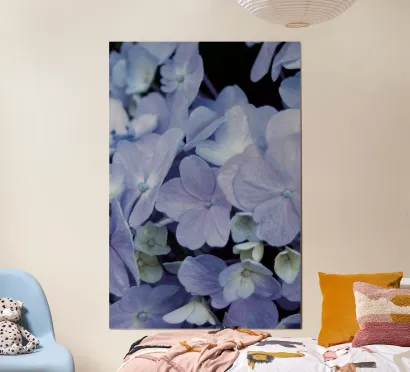 Présetnation d'un tirage de photo en poster - hortensia violets en gros plan